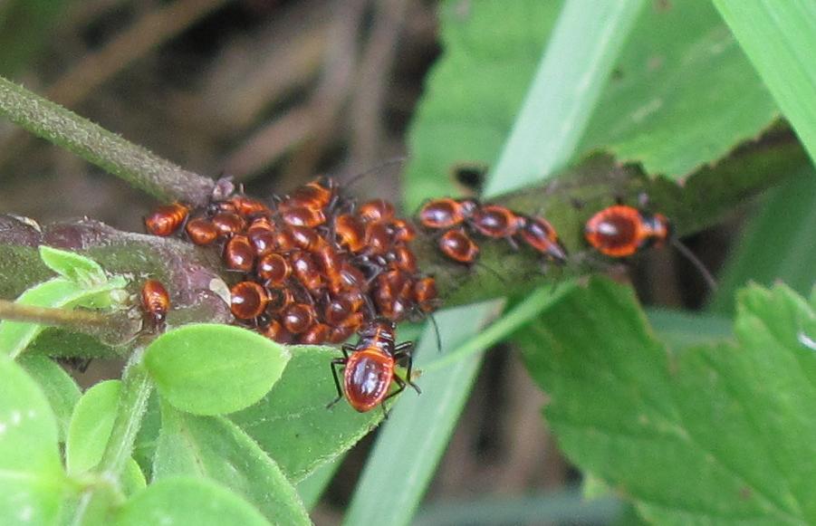Nidiata di Tropidothorax leucopterus del Piemonte (BI)